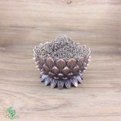 تصویر تخم هویج فرنگی اعلاء سید عطار 