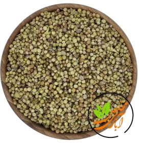 تصویر تخم گشنیز 