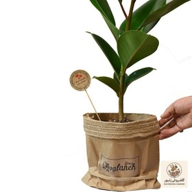 تصویر گیاه طبیعی فیکوس کدP.A.08 | کد: ZNB-61M 