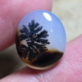 تصویر شجر قائن زیبا خاص 