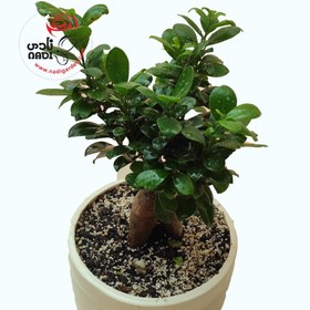 تصویر قیمت بونسای 213 