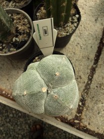 تصویر بذر کاکتوس آستروفیتوم 3 پر میروستیگما کیکو ELG.9607 - بسته 10 عددی Astrophytum myriostigma Tricostatum kikko ELG.9607