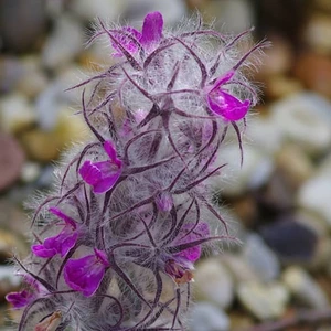 تصویر فروشگاه م پ فود