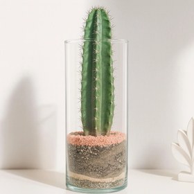 تصویر تراریوم کاکتوس کابوی 