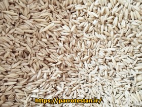 تصویر جودوسر یولایف the oat 