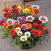 تصویر بذر گل گازانیا الوان ۵ گرم 