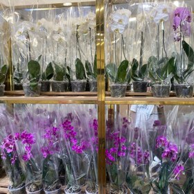 تصویر گلدان گیاه ارکیده (رنگ دلخواه) 