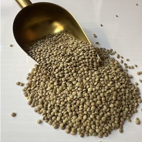 تصویر عدس ریز - 1 کیلوگرم 