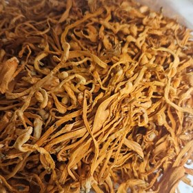 تصویر قارچ کوردیسپس میلیتاریز بسته 50 گرمی cordyceps militaris cordyceps militaries mushroom