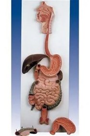 تصویر مدل دستگاه گوارش 