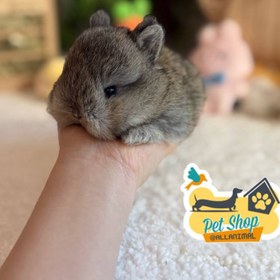 تصویر خرگوش مینیاتوری 