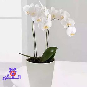 تصویر گلدان ارکیده دو شاخه (دبی و امارات) 