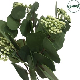 تصویر اکالیپتوس گردسبزEucalyptus 