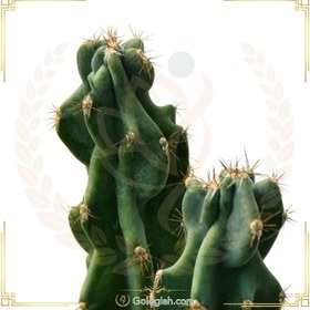 تصویر کاکتوس صخره ای 