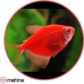 تصویر ماهی کالرویدو قرمز - 2 تا 3 سانتی متر 