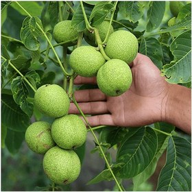 تصویر گردو پیوندی چندلر 