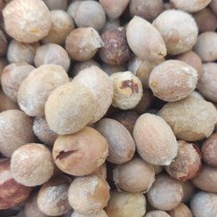 تصویر هسته داز بدون پوست درشت 