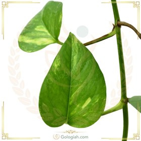 تصویر پتوس چوبدار 