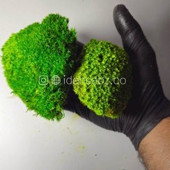 تصویر خزه بال ماس {خزه توپی} 