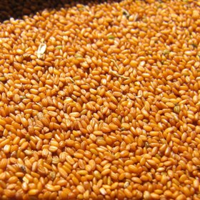 تصویر خاکشیر 