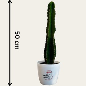 تصویر کاکتوس افوربیا 