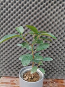 تصویر فیکوس جنگلی Ficus