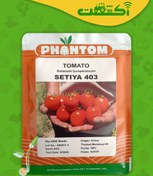 تصویر پربارترین بذر گوجه فرنگی فضای باز ستیا 403 