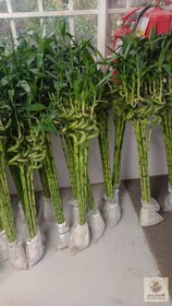 تصویر گل بامبو | کد: ZNB-EAT 