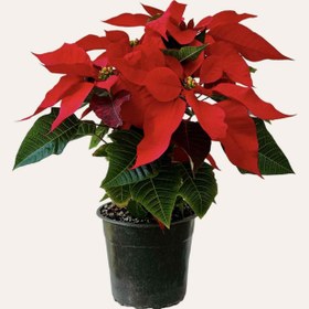 تصویر گل بنت قنسول 