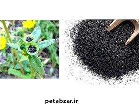 تصویر بذر خرفه 