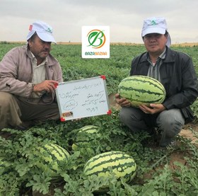 تصویر بذر هندوانه سوپر دراگون Super Dragon Watermelon Seeds