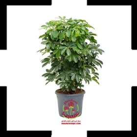 تصویر گیاه شفلرا 