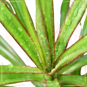 تصویر دراسنا پرچمی 