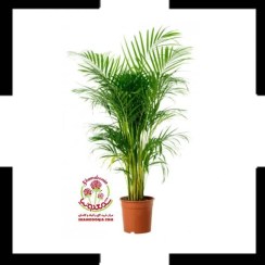 تصویر اریکا: نخل آپارتمانی لوکس برای فضای سبز دلنشین شما Areca lutescens