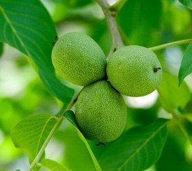 تصویر نهال گردو کاغذی 