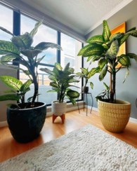 تصویر دیفن باخیا مناسب فضای داخلی اتاق کار 