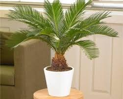 تصویر نخل سیکاس 