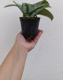 تصویر پتوس ببری 