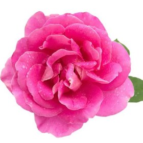 تصویر بذر گل محمدی 30 عددی 