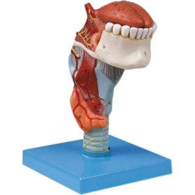 تصویر مولاژ حنجره با نمایش زبان و دندان 