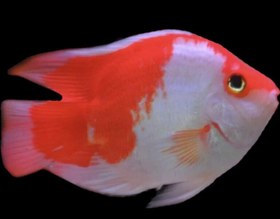 تصویر ماهی پرت سانتا جفت( نر و ماده) Parrot santa fish