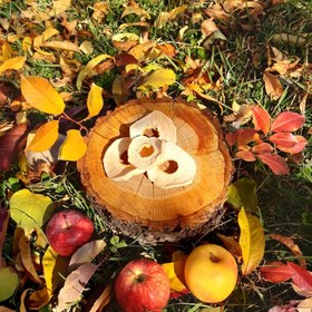 تصویر برگه سیب درختی طبیعی(500گرم) 