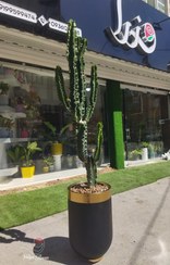 تصویر گیاه کاکتوس افوربیا اینجنس گلدان فایبر گلاس 