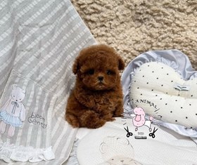 تصویر سگ پودل عروسکی 