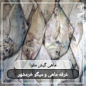 تصویر ماهی گیش مقوا تازه صید روز (پک یک کیلویی)بسیار لذیذ مناسب برای سرخ کردن 