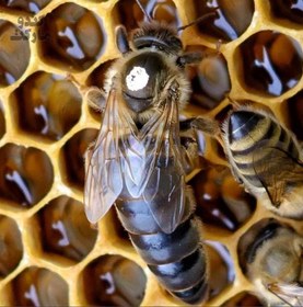 تصویر ملکه نژاد کارنیکا آلمانی جفت طبیعی Carnica (Carniolan) Queens Naturally Mated 