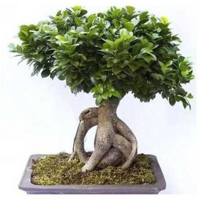 تصویر بونسای جنسینگ 