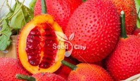 تصویر بذر میوه گاک - Gac Fruit 