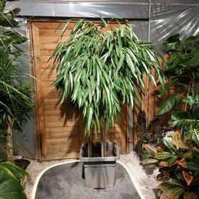 تصویر آمستل کینگ 4 تنه 