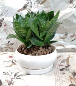 تصویر گیاه سانسوریا سبز مینیاتوری پاکوتاه با گلدان بن سای سرامیکی 